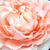 Rose - Rosiers floribunda - Louise De Marillac